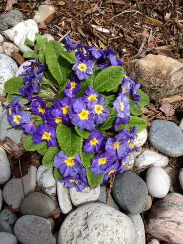spring flowers